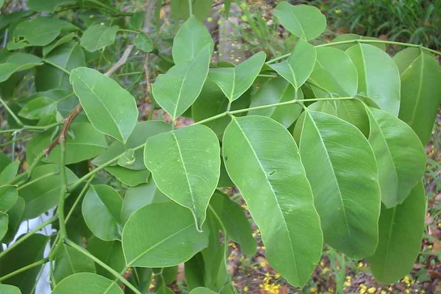 Lluvia de Oro - Vista 4